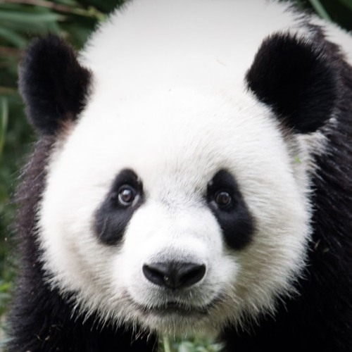 PandaGod’s avatar