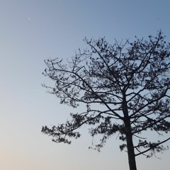 Suti Cao