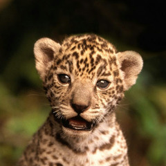 Violet Sparkle Jaguars