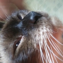 meow meow