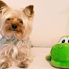 Gus Da Yorkie
