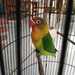 Anisa Afifah