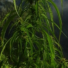 420babe
