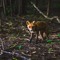 Foxy Fox