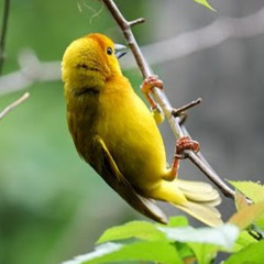 Gaurab Panthee