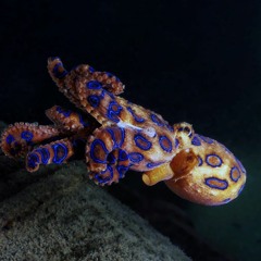 Hapalochlaena maculosa
