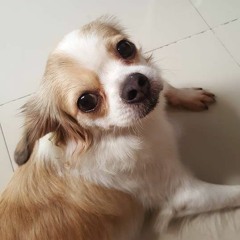 Gia Trí Nguyễn