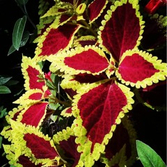 Coleusound