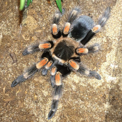 Ted's Tarantulas Inverts