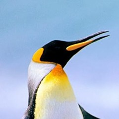 chasessouza