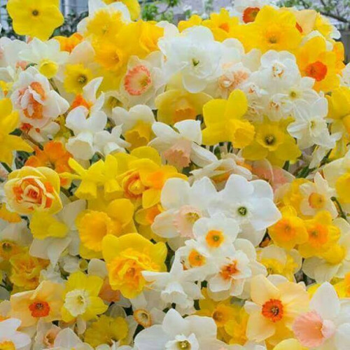 أحمد الأبراهيم حفلة المخرم التحتاني حمص /سوريا/#المخرم