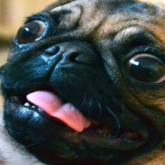 Pug rap hotsell