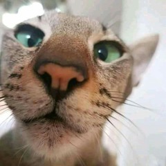 Xù