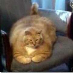 Kitty