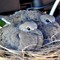 Squab Dad