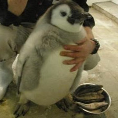 Cheese Penguins