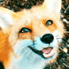 FOX HUNTER