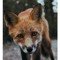 Mr. FoxGaming