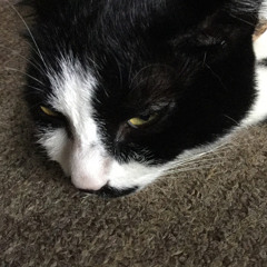 いたずらねこ_けーすけ