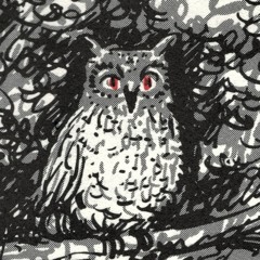 Owls at Dawn