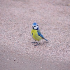 Kenelworth Mcfarland