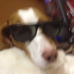 dogs w/shades
