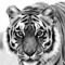 big cat