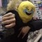 Plapypie
