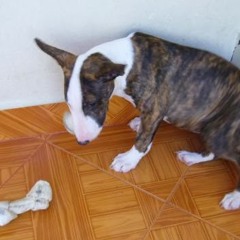 giovanni andres adfg