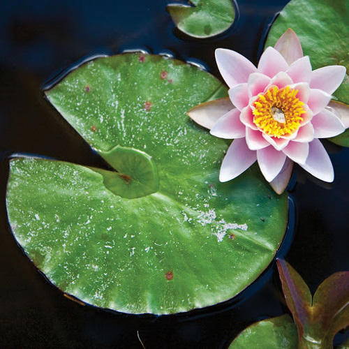 Nénuphar 'Gonnere' blanc main image 1