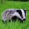Badger