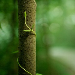 Ivy Forest