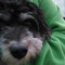 abell