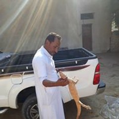 ايمن رشدي عبدالستار