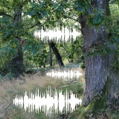 Ancient Woodland Sounds