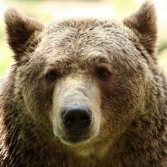 schokokingknusperbär