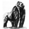 siver back gorilla