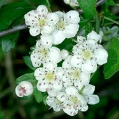 Howthorn