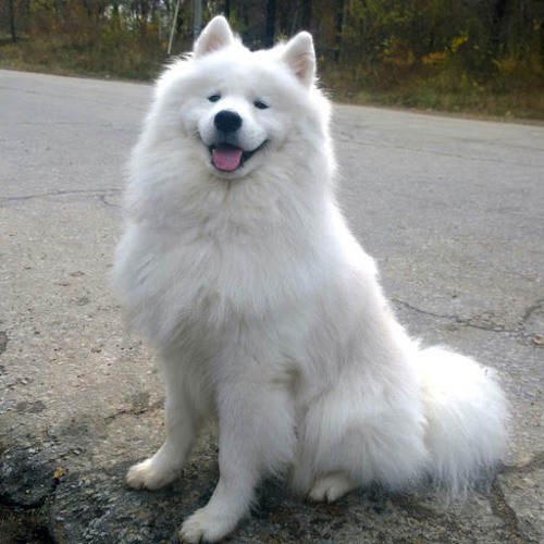 Samoyed fluffy 2025