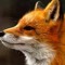 Night Fox