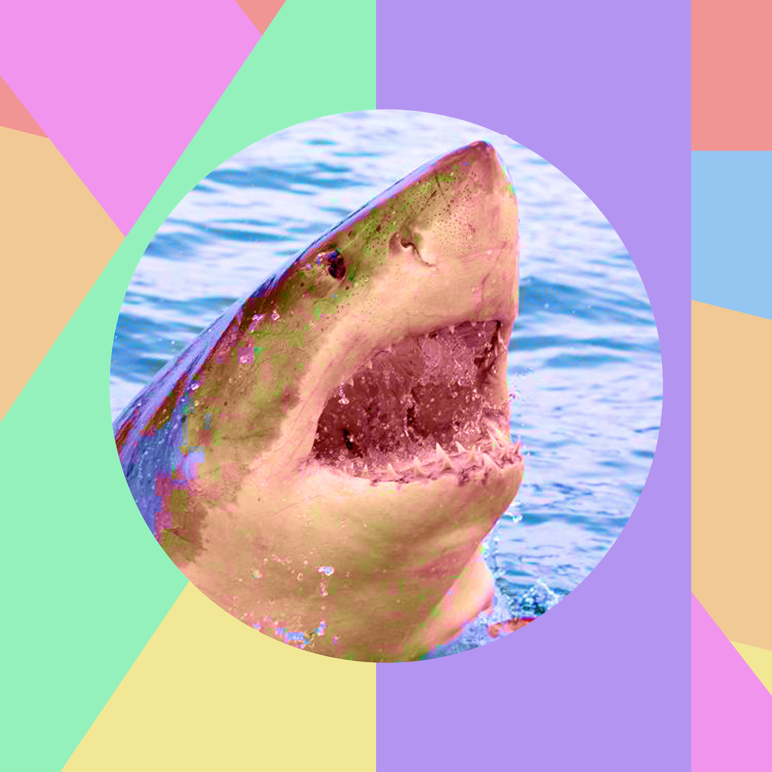 The Shark Ate My Cake