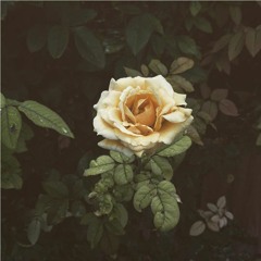 𝒮𝒸𝑒𝓃𝒾𝒸 𝑅𝑜𝓊𝓉𝑒