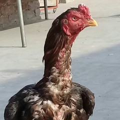 Hens Care