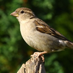 The Spirit of Tweety