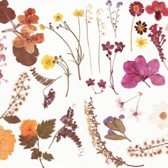 Blossom Valley Botanicals