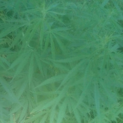 Ярослав Слупский