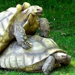 DoffeDeuntjesMetEenRauwRandje