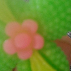 Houida