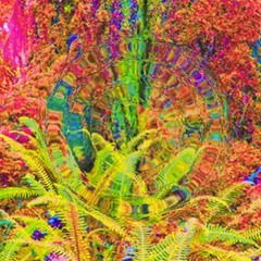 CAMION the voice of poetry