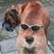 Dog Spelled Backwards